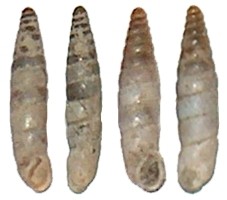 Ramusculus mienisi